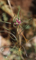 Rhopalomyia erigerontis