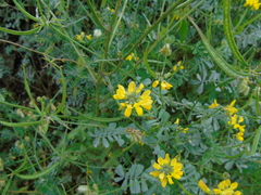 Securigera securidaca