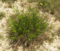 Stillingia sylvatica