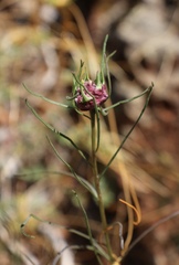 Rhopalomyia erigerontis