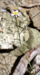 Erigeron serpentinus