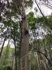 Pteroceltis tatarinowii