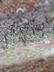 Chaenotheca trichialis