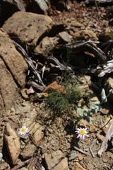 Erigeron serpentinus