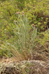 Psephellus sibiricus