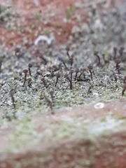 Chaenotheca trichialis