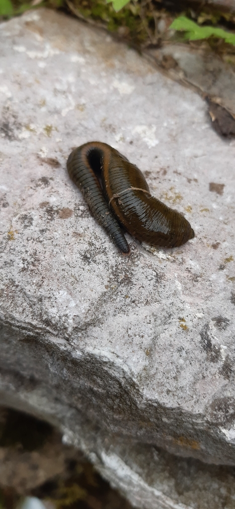 Haemopis elegans