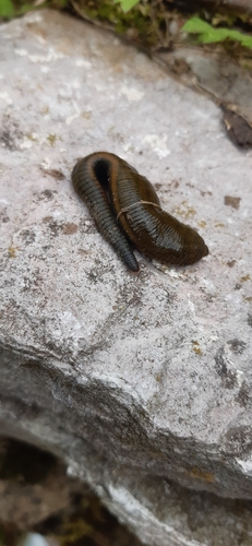 Haemopis elegans