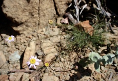 Erigeron serpentinus