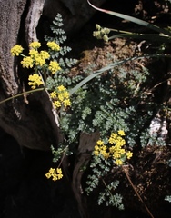 Cymopterus terebinthinus californicus