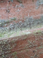 Chaenotheca trichialis