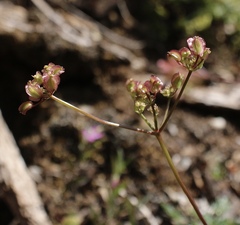 Cymopterus terebinthinus californicus