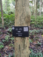 Pteroceltis tatarinowii