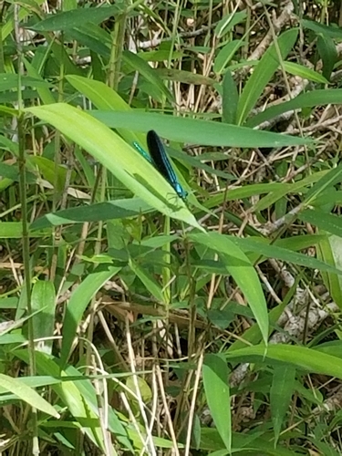 Calopteryx maculata image