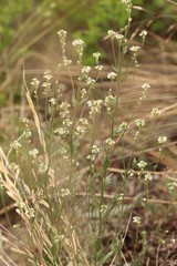 Draba lanceolata