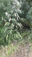 Avena sterilis
