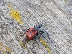 Compsapoderus erythropterus