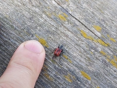 Compsapoderus erythropterus