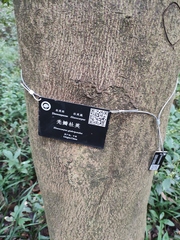 Elaeocarpus glabripetalus