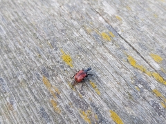 Compsapoderus erythropterus