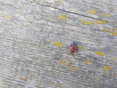 Compsapoderus erythropterus