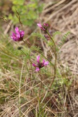 Astragalus ceratoides