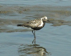 Pluvialis squatarola