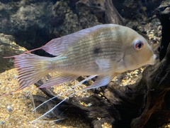 Geophagus