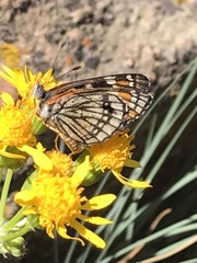 Chlosyne coronado coronado