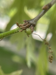 Andricus quercusutriculus