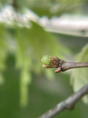 Andricus quercusutriculus