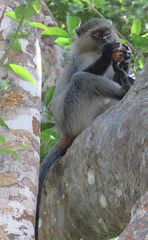 Cercopithecus mitis erythrarchus