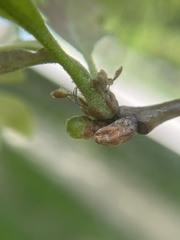 Andricus quercusutriculus