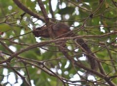 Heliosciurus rufobrachium