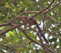 Heliosciurus rufobrachium