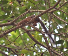 Heliosciurus rufobrachium