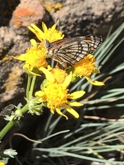 Chlosyne coronado coronado