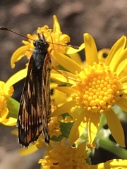 Chlosyne coronado coronado