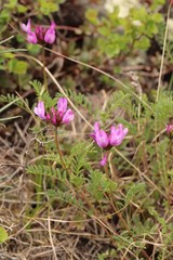 Astragalus ceratoides