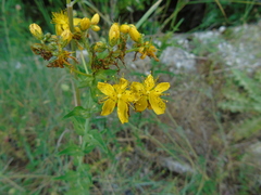 Hypericum perfoliatum
