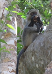 Cercopithecus mitis erythrarchus