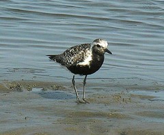 Pluvialis squatarola