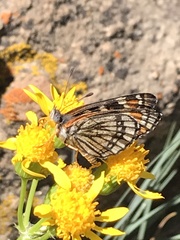 Chlosyne coronado coronado