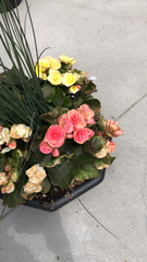 Begonia × hiemalis