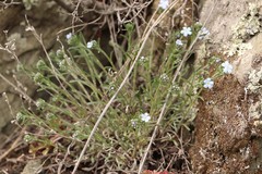 Eritrichium pectinatum