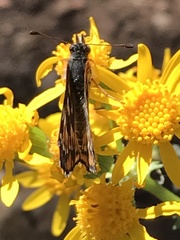 Chlosyne coronado coronado