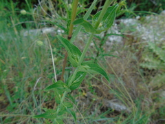 Hypericum perfoliatum