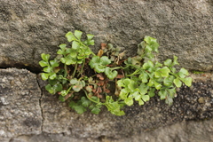 Asplenium ruta-muraria
