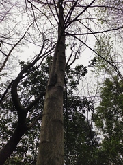 Magnolia biondii