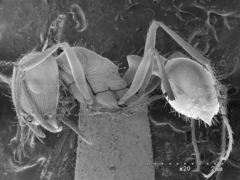 Pogonomyrmex anzensis